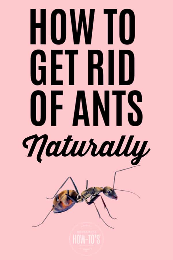 Cómo deshacerse de las hormigas naturalmente