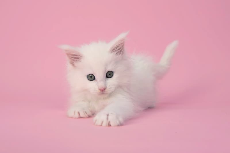 Pequeño gatito blanco sobre un fondo rosa