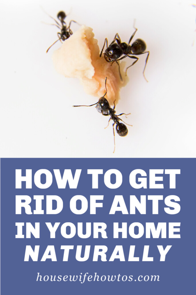 Cómo deshacerse de las hormigas en su hogar de forma natural