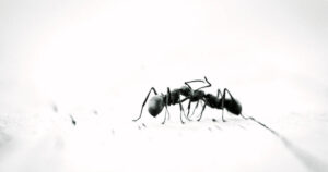 Eliminar Hormigas de Forma Natural en su Casa y Jardín