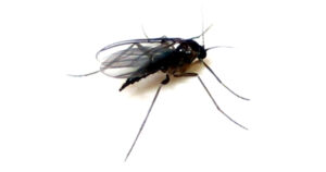 Deshacerse de los mosquitos en el hogar