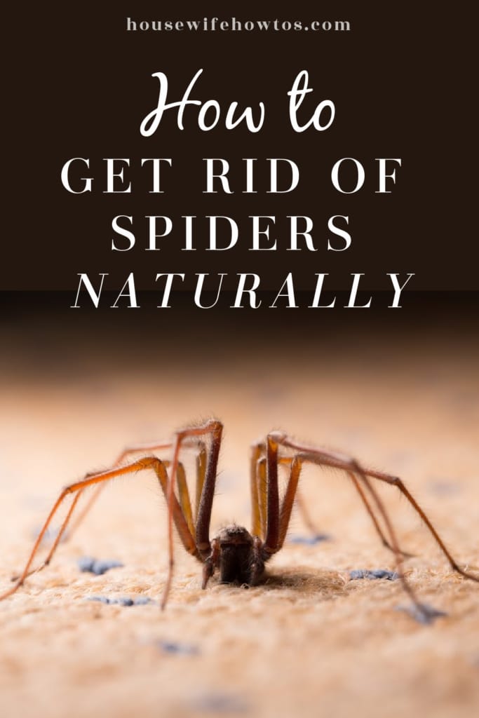 Cómo deshacerse de las arañas naturalmente